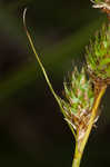 Shortbeak sedge